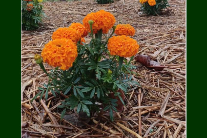 Colourful Flowers