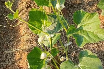 Amazing Organic Farming Model