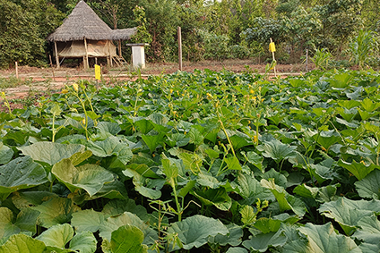 Organic farming