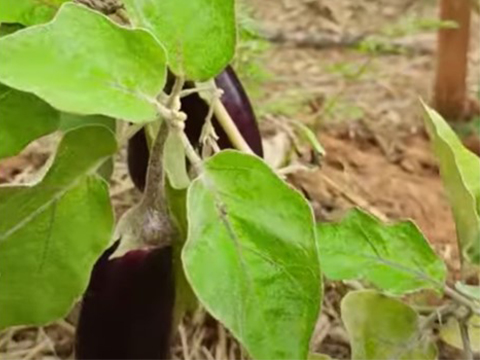 Learn the Organic Farming techniques