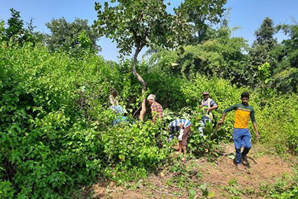 Experience of PPF on Lantana Removal, Shredding Utilization
