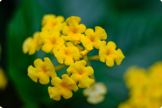 Invasive Alien Plants Species (IAPS)
