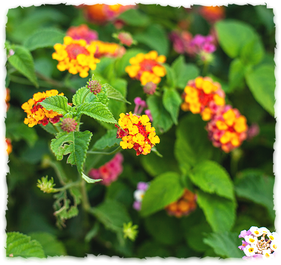 Lantana camara
