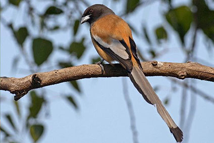 Birds of Gajraha