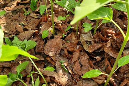 Ecological Restoration of Forests