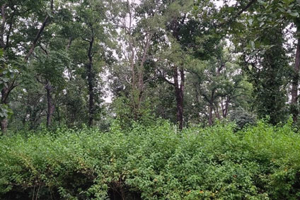 India under Invasion by Toxic Plants